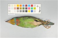五色鳥藏品圖，第14張